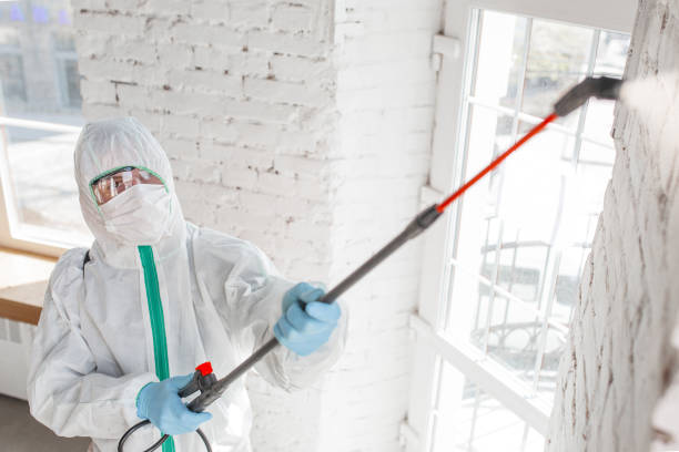 Best Mold Removal for HVAC Installations  in Windsor, VA